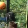아이들에게 물건 던져 놀라게 하는 고릴라