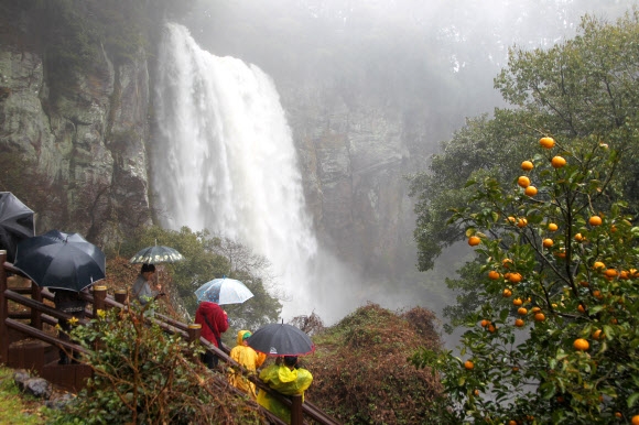 한라산 폭우 장관 이룬 엉또폭포