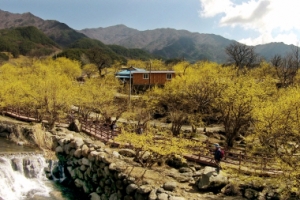 산수유 활짝… 구례의 봄