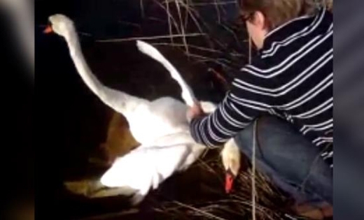 ‘얼마나 사랑했으면?’ 몸 꼬인 백조 두 마리 구조