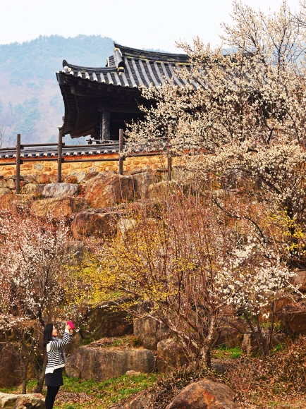 하동 최참판댁 주변에 핀 매화와 산수유. 담장 옆엔 조만간 영춘화가 무더기로 필 터다.