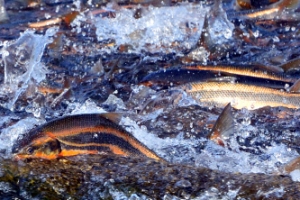 태화강을 힘차게 역류하는 금빛 황어