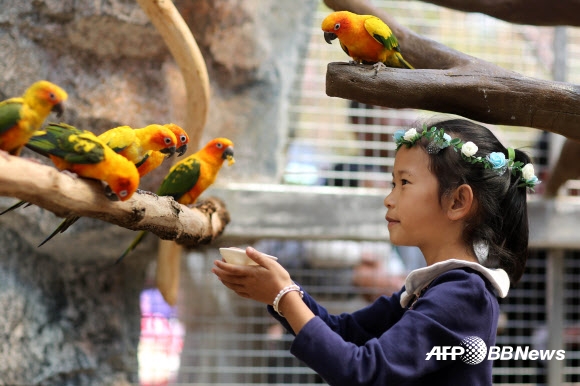 21일(현지시간) 중국 윈난성의 쿤밍 동물원에서 한 소녀가 앵무새들에게 모이를 주고 있다.  ⓒAFPBBNews=News1
