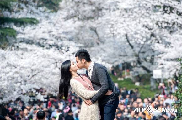 21일(현지시간) 벚꽃이 흐드러지게 핀 중국 후베이성의 우한에 수만 명의 방문객이 찾아온 가운데 한 커플이 키스를 나누며 봄을 느끼고 있다.  ⓒAFPBBNews=News1