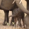 가족 도움 속 첫 걸음마 떼는 새끼 코끼리