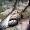 거대뱀 뱃속에 과식한 또 다른 거대뱀이 ‘경악’