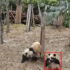 나무에서 놀다 떨어지는 판다 ‘너무 귀여워~’
