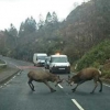 “이런 일도...” 수컷 사슴 두마리, 도로 중앙에서 싸움판...승용차 아랑곳하지...