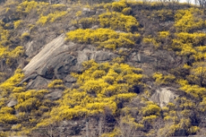 노랗게 피어난 봄