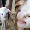 러시아서 ‘노인 얼굴’ 가진 새끼 양 탄생