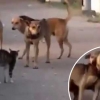 고양이 한 마리에 백기 든 마을 견공들 ‘망신’