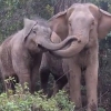 팔려갔다 3년 만에 어미와 재회한 새끼 코끼리의 기쁨