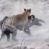 거대 멧돼지 사냥하는 아기 호랑이…약육강식의 생생현장 베스트 5