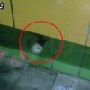 5년간 지하철 벽 속에 갇혀 산 고양이 사연 화제