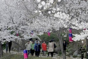 벚꽃 잎 흩날리는 숲속 길 추억 만들기