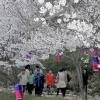 벚꽃 잎 흩날리는 숲속 길 추억 만들기