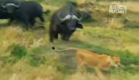 [영상] 버팔로 조용히 지켜봤을 뿐인데… 딱 걸린 암사자의 최후