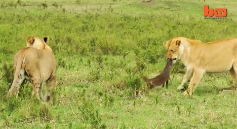 사자 무리와 격투하는 용감무쌍한 몽구스 사진출처: 유튜브 영상 캡처