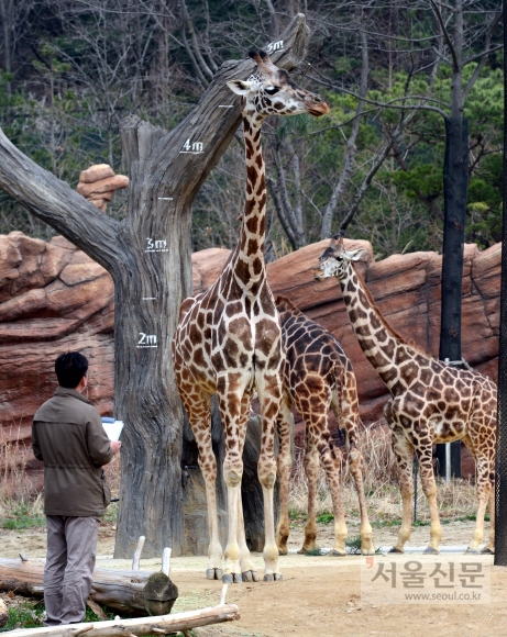 건강검진하는 기린 “제 키는 5m예요”