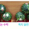 둘 중 어떤 수박이 더 달고 신선할까