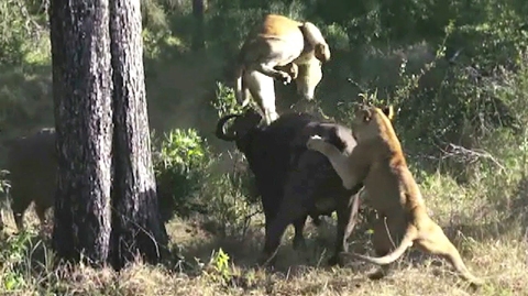 씨름선수처럼 방향 바꿔 휘돌려 사자를 떼어내는 버팔로 사진출처: 유튜브 영상 캡처