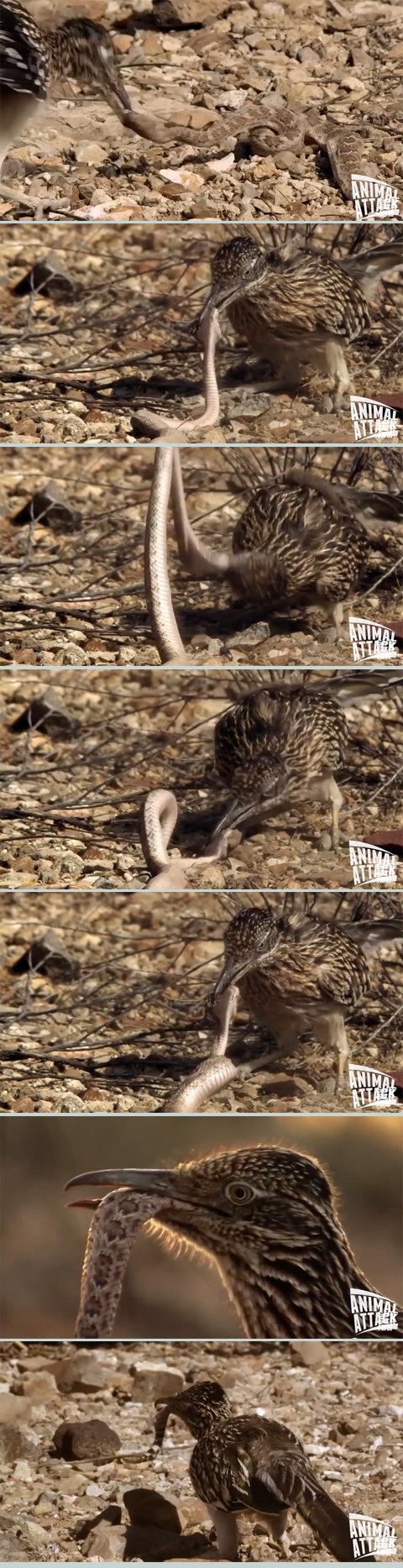 방울뱀 바닥에 몇 번 패대기 치는 로드러너 사진출처: 유튜브 영상 캡처