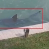 가정집 뒤뜰 물가에 나타난 거대 식인 황소상어