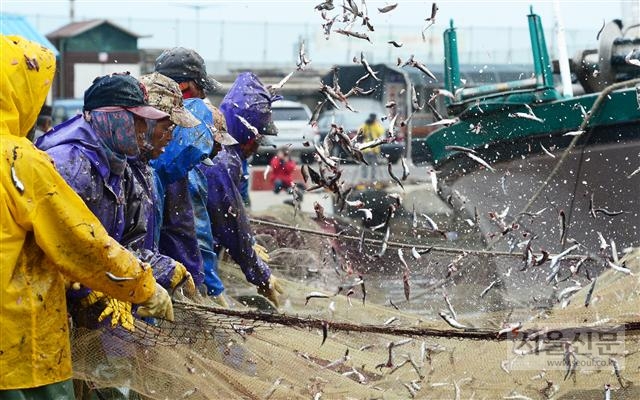 멸치잡이 어부들이 부산 기장군 대변항 선착장에서 그물로 건져 올린 멸치를 떨어 내고 있다. 서울신문 포토라이브러리