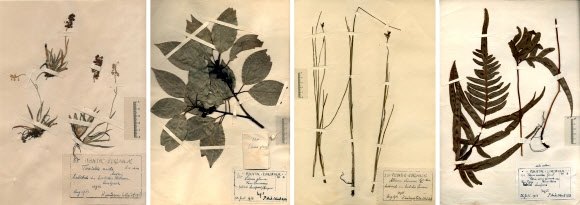 독일에 있던 100년 전 보물 ’한국 식물표본’
