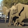 차로부터 새끼 보호하는 코끼리 가족