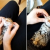 [포토] 애완고양이 스타워즈 ‘요다’ 로 변신시키는 방법