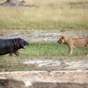 새끼 사자들의 첫 하마 사냥, 결과는?
