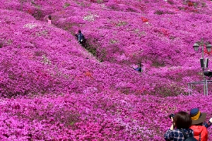 흐드러진 철쭉에 흠뻑 물든 봄