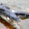 낚시꾼이 낚은 물고기 악어가 ‘호로록’