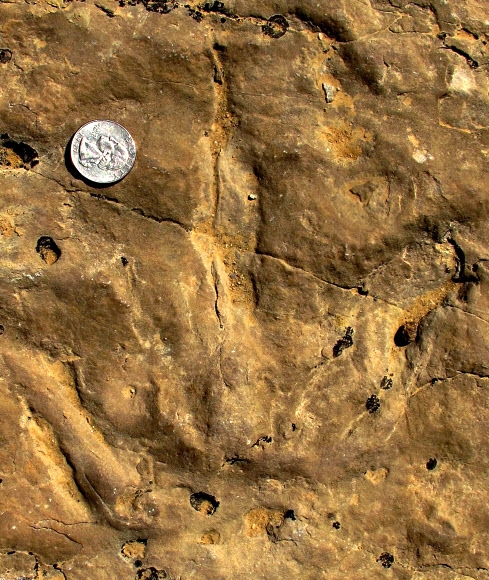 공룡의 발자국 화석과 미화 25센트 동전 