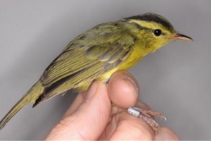 ‘노랑배솔새’ 첫 발견