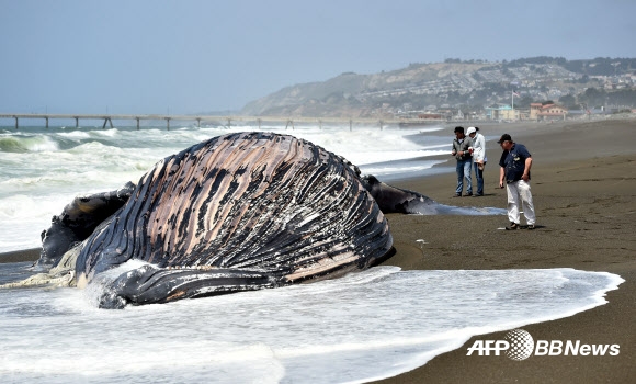 5일(현지시간) 미국 캘리포니아 주 퍼시피카에서 해변가로 밀려 온 혹등고래의 사체 곁으로 한 남성이 관심을 보이고 있다. 이는 5월 달에만 벌써 두 번째 발생하는 일이다.  ⓒAFPBBNews=News1