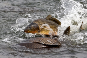 “이젠 우리도 엄마 아빠 잉어”