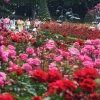 서른 살 ‘에버랜드 장미축제’ 영화제·캠핑과 함께 즐겨요
