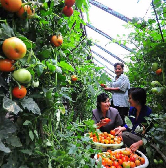 토마토 따는 기업소 노동자들 