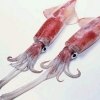 오징어·멸치·김·미역도 이력제 중점 관리 대상에