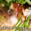 수요미식회 수제버거, 4대 버거 집 어디? “맛이 퇴폐적…스트립쇼 연상시켜”