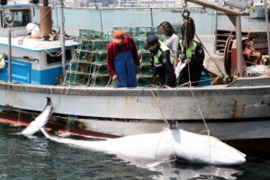 울산 앞바다서 잡힌 밍크고래