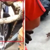 차량 보닛에 숨어있는 거대 뱀 발견 ‘경악’