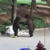 ‘치사하게 이럴거야?’ 쓰레기통 뒤지다 다투는 곰 포착