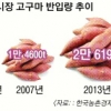 건강식품 고구마 인기 짱! 가락시장 반입량 13년 새 8배↑
