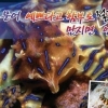 제주 맹독성 문어 주의, 독 1mg으로도 사망…어떻게 발견됐나