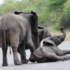 ‘아가야, 조금만 더 힘내’ 코끼리 모성애 ‘베스트 3’