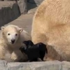‘나 놀란거 아니거든!’ 까마귀 쫓던 새끼 북극곰 ‘화들짝’ 사연