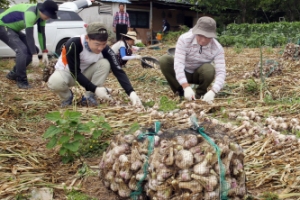 농촌 일손 돕기 나선 강진 공무원들